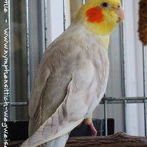 Rücken eines Falben