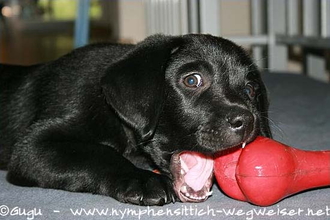 Hund