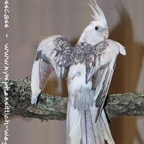 Weißkopf Perlschecke - Rücken