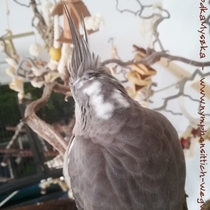 Weißkopf wildfarbene Kopffleckscheckenhenne - Kopfansicht von hinten