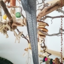 Schwanzoberseite einer Weißkopf wildfarbenen Kopffleckschecken Henne