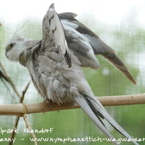 Flügelunterseite eines Weißkopfzimtfarbenen Kopffleckscheckenmännchens