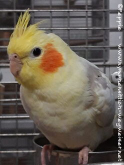 Charly im Oktober 2019