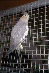 Gretel am Gitter