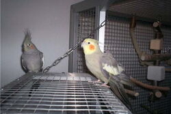 Gretel und Manni auf der Anflugklappe der Lounge