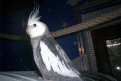Justus, unser kleiner Sorgenvogel