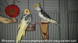 Peaches und Piku im Sun Palace