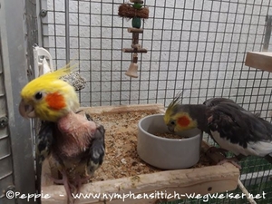 Piku und Cuddles im April 2022