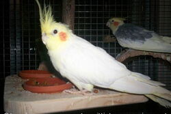 Pinky auf der Hänge-Futterbar