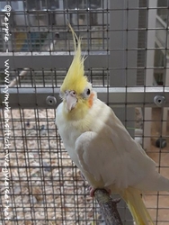 Sponcha-Maja im Februar 2021