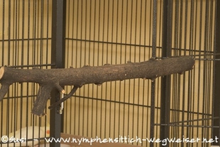 Ast als Anflugmöglichkeit bei einer großen Volierentür