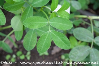 Blätter der Erdnuss - die Ernüsse müssen erst noch im Bode wachsen