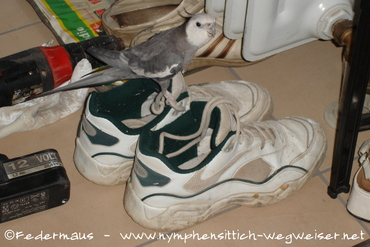 Fehlprägung auf Schuhe