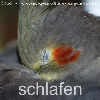 schlafender Nymphensittich