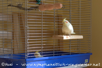 Käfig mit Neuzugang im gleichen Raum wie der Altvogel
