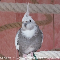 Weißkopf Perlschecke - Gesamt