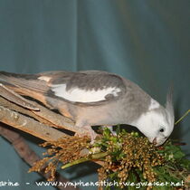 Weißkopfzimt Kopffleckschecke - Männchen