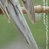 Weißkopfzimt - Kopffleckschecke - Männchen - Schwanz von oben