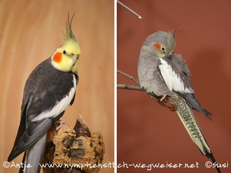 wildfarbener Hahn und wildfarbene Henne