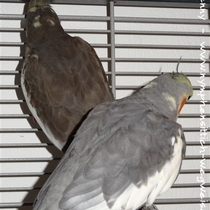 wildfarbene Kopffleckschecken Hahn (vorne) und Henne (hinten)