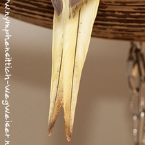 Zimtfarben gepert - Schwanzoberseite