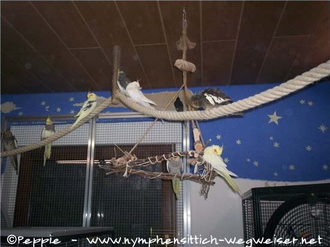 9 Patennymphies auf der Reling und der Dreieck-Schaukel