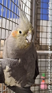 Gretel im Februar 2025