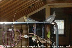 Hetfield und Maja auf der neuen Voli