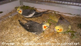 Lindbergh, Jacko und Rainbow 3