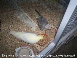 Pinky und Lilli futtern gemeinsam