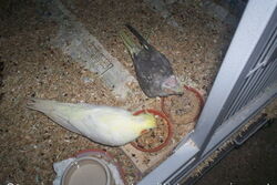 Pinky und Lilli futtern gemeinsam