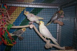 Rocky, Annika, Gonzo und Skinny
