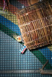 Skinny guckt aus der Korbschaukel