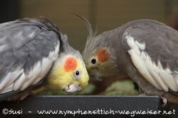 Kuschelpärchen