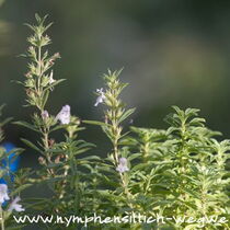Bohnenkraut mit Blüten