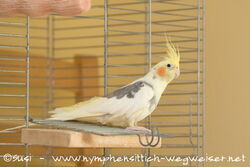 Btettchen unter der Eingangsklappe