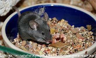 Farbmaus
