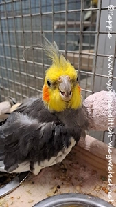 Kora grüßt von Sunday City