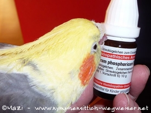 Rocky mag Homöopathie