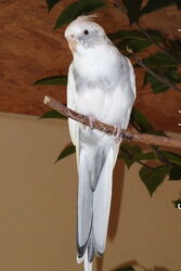 Weißkopf Schecke (wildfarben)