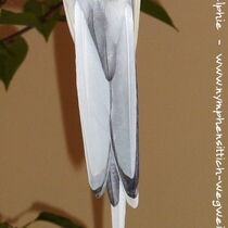 Weißkopfschecke wildfarben - Schwanz von unten