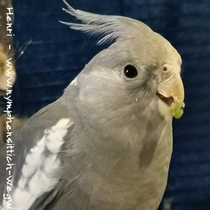 Weißkopf Kopffleckschecke Jungvogel - noch sieht dieses Männchen aus wie ein Weibchen