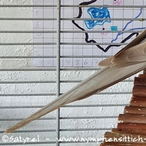 Weißkopf zimtfarbenes Männchen - Schwanzoberseite