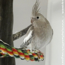 Gesamtansicht eines Weißkopf Zimt Weibchens