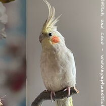 zimtfarben geperlter Jungvogel
