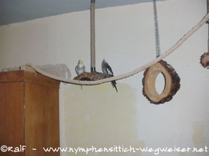 Nymphies auf der neuen Schaukel