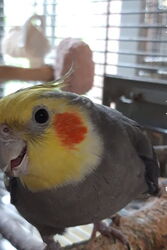 Admiral W. im August 2020