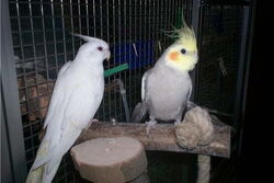 Angelina und Mambo auf der Kletterhilfe