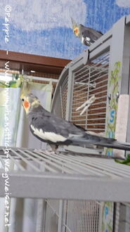 Charlie wird mutiger