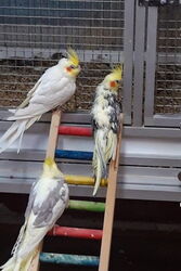 Charly, Ronja und Jojo (im Uhrzeigersinn)